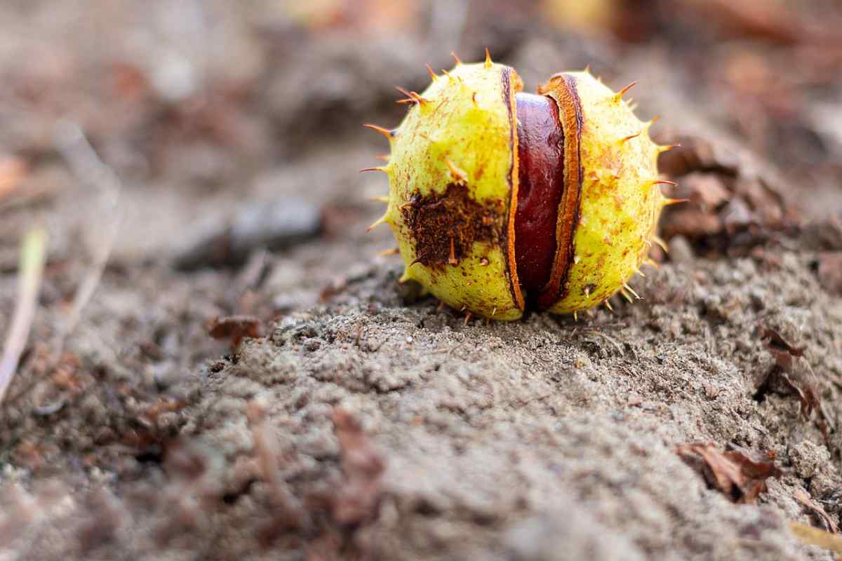 castagne