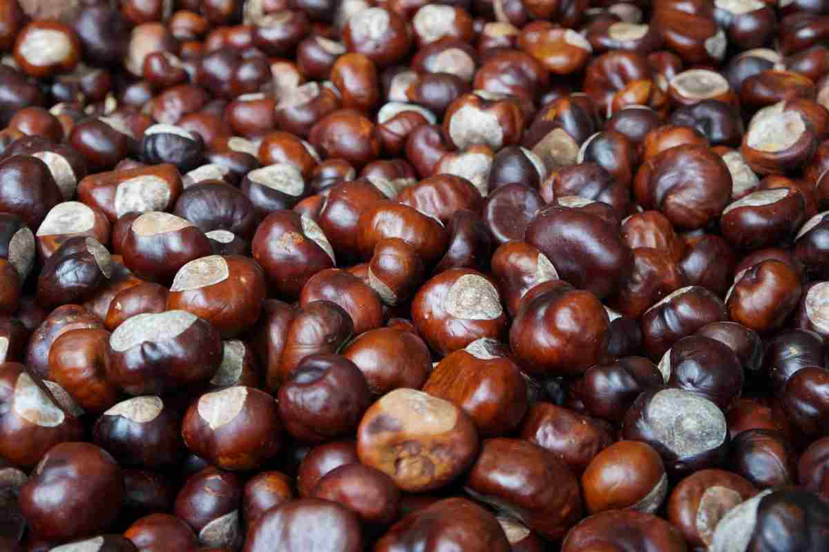 Se mangi queste castagne finisci dritto in ospedale: fai massima attenzione Se mangi queste castagne finisci dritto in ospedale: fai massima attenzione