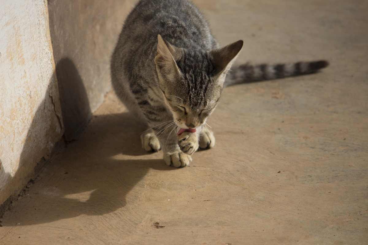Rimuovi subito queste piante da casa: sono pericolose per cani e gatti Rimuovi subito queste piante da casa: sono pericolose per cani e gatti