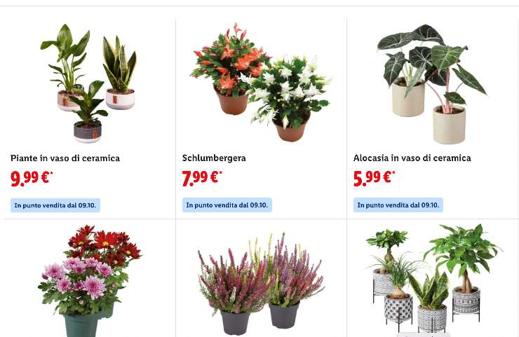 piante in vendita da Lidl