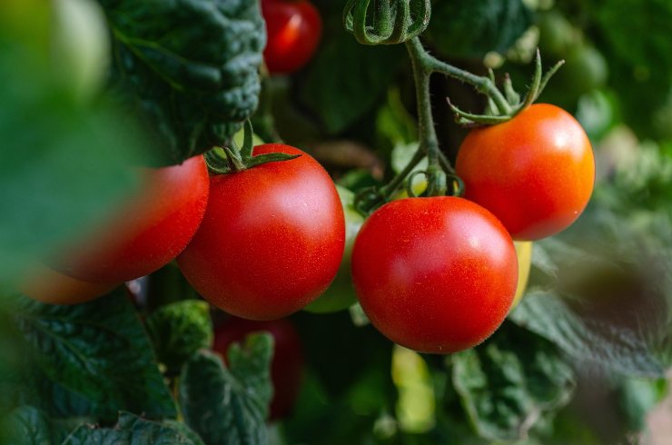 pomodori in grappolo