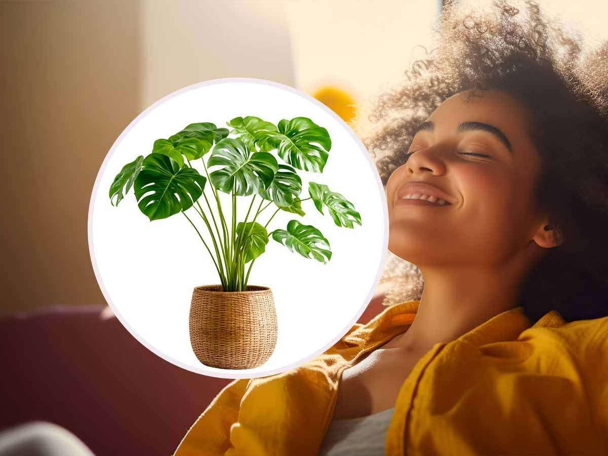 Piante da appartamento e persona che sorride
