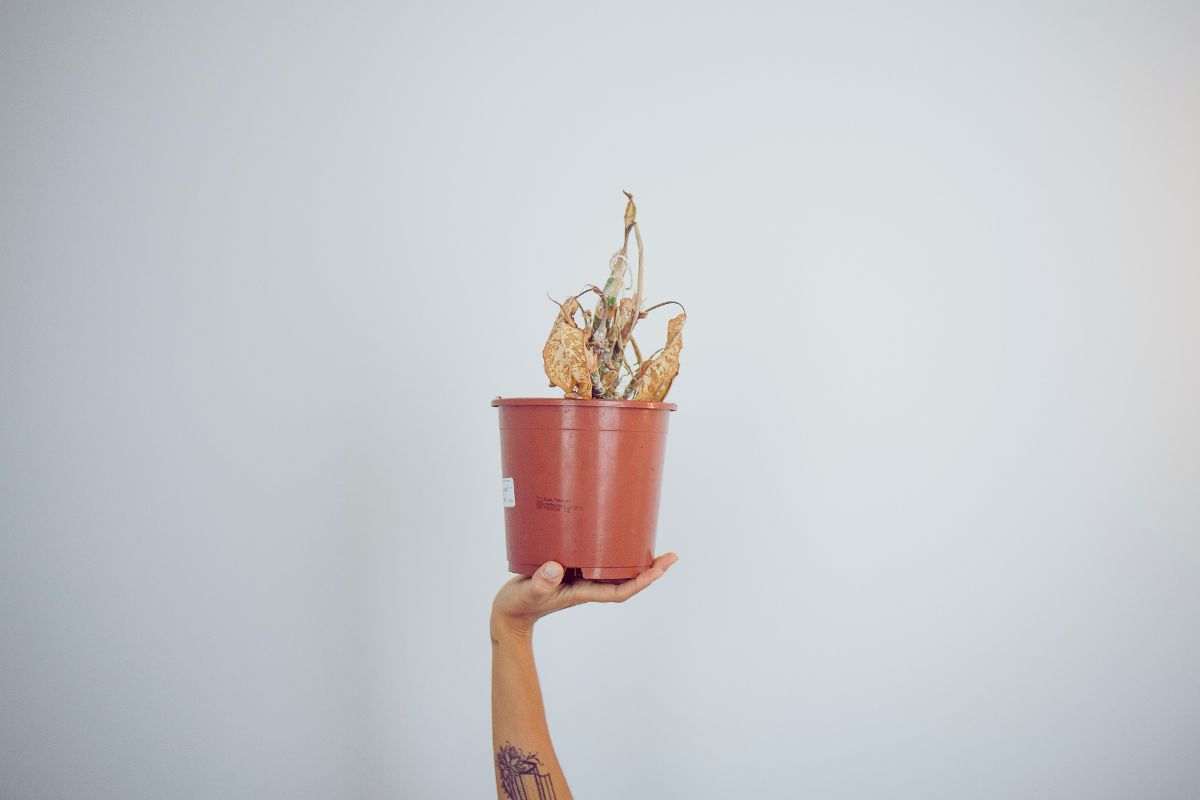 Non commettere questo comune errore: rischi di far morire le tue piante Non commettere questo comune errore: rischi di far morire le tue piante