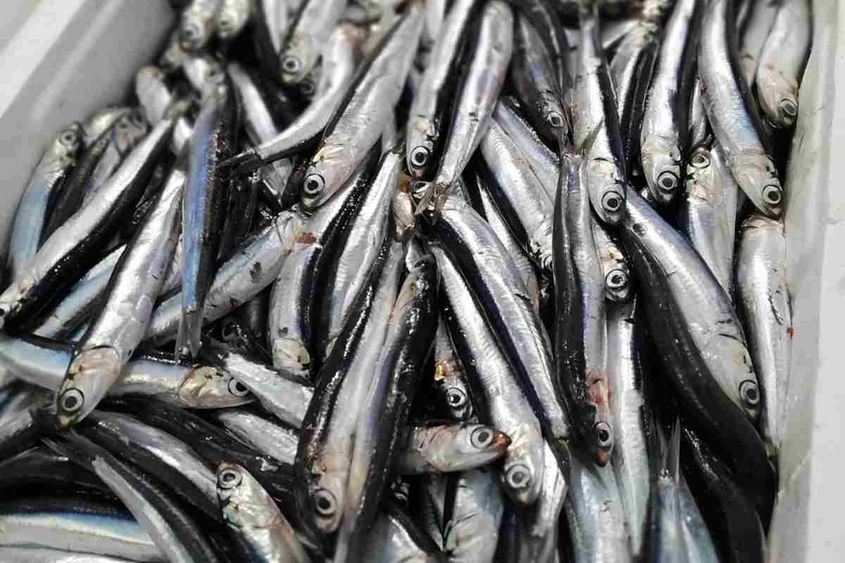 Acciughe